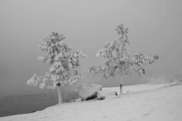 Snöiga Granar Strandälven Dimmiga Dagar Sibiriens Vinterlandskap Vinterträd Täckta Med — Stockfoto