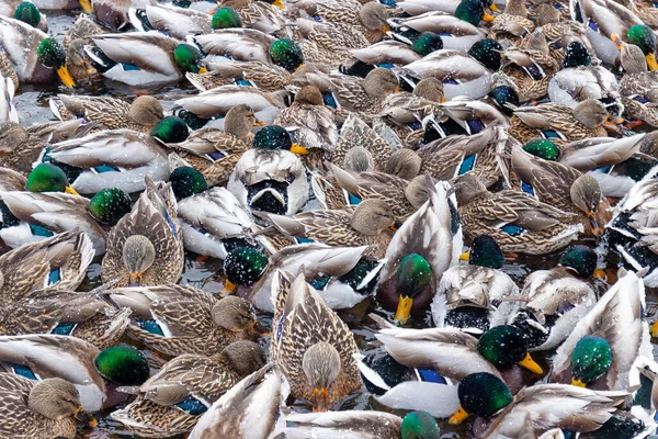 Mallard Patos Drakes Fondo Invierno Escena Nieve Aves Silvestres Lago — Foto de Stock