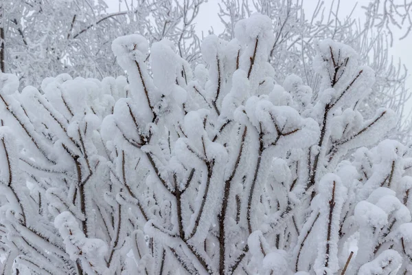 Nakna Grenar Busken Täckta Med Fluffig Vit Snö Vinterlandskap — Stockfoto