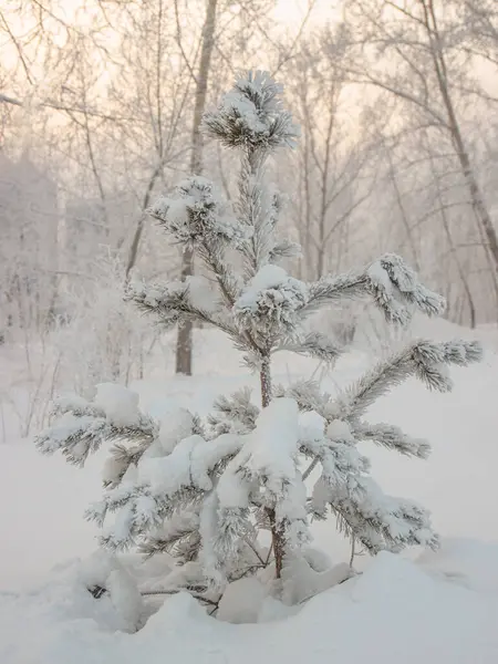 Liten Tall Täckt Med Fluffig Snö Frostig Kvällsskog — Stockfoto