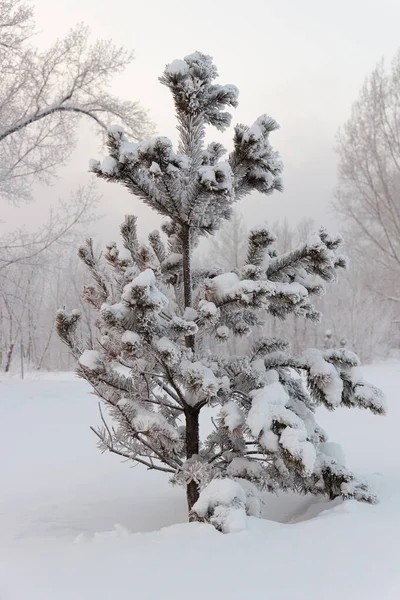 Bianca Neve Soffice Pino Solitario Cartolina Natale Invernale — Foto Stock