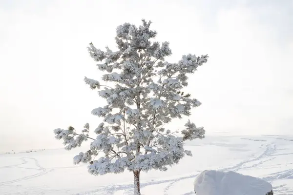Сосна Покрыта Пушистым Снегом Морозным Туманным Утром Зимний Пейзаж — стоковое фото