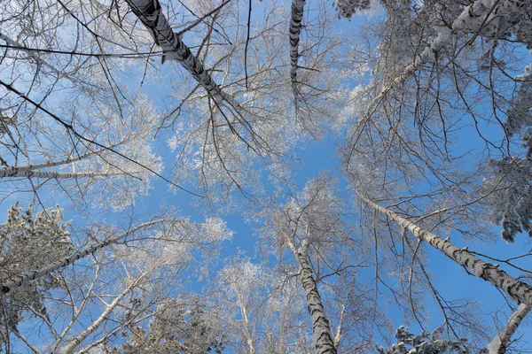 Frosty Grenar Vinterträd Mot Blå Himmel Bottenvy — Stockfoto