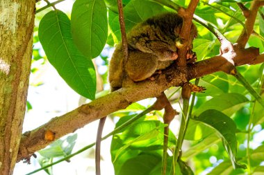 Tarsier 'Carlito syrichta, yerel olarak mawumag' Tarsius Syrichta 'olarak bilinir Bohol Adası, Filipinler