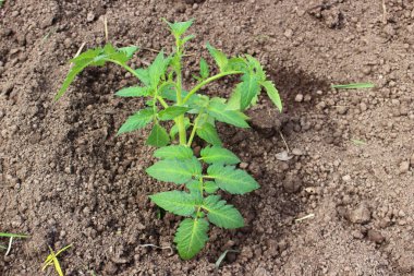 Çiftlikteki toprağa ekilmiş taze domates. Üst Manzara. Organik tarım. Çevre dostu bahçıvanlık kavramı