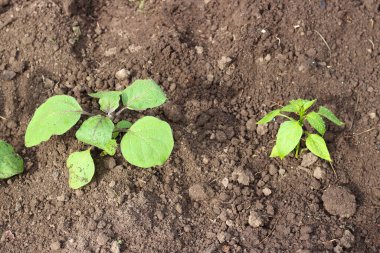 Baharın erken saatlerinde bahçe yatağında toprakta taze patlıcan ve biber tohumları. Üst Manzara. Organik tarım. Çevre dostu bahçıvanlık kavramı.