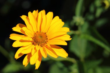 Bulanık yeşil arka planda güneş ışığında parlak sarı-turuncu çiçek.