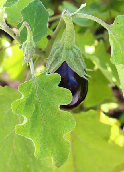 Green leaves and violet eggplant fruit in the home farm. Fresh organic purple aubergine growing in the soil. Eco-friendly horticulture concept
