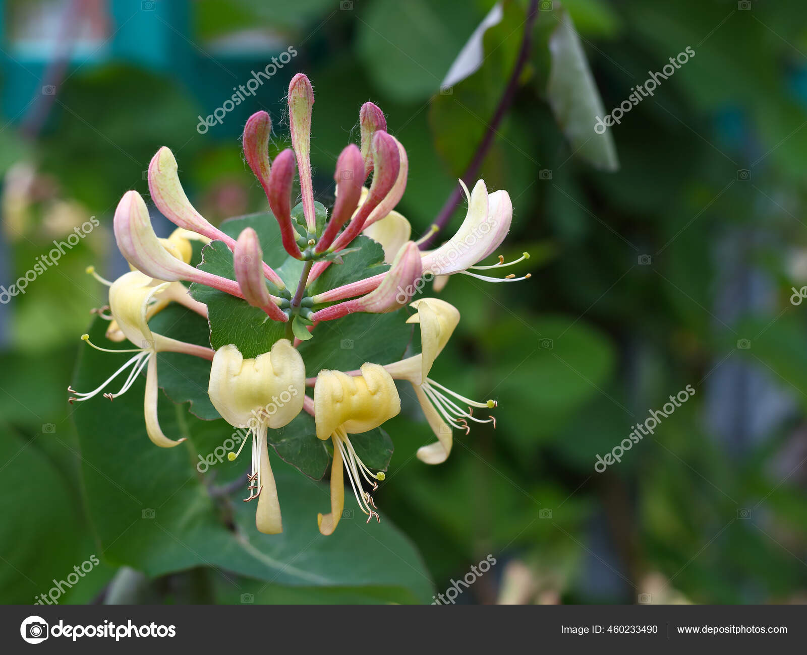 Blooming Perfoliate Honeysuckle Italian Woodbine Lonicera Caprifolium Yellow Flowers Pink Stock Photo Image By C Al Geba Blooming Perfoliate Honeysuckle Italian Woodbine Lonicera Caprifolium Yellow Flowers Pink Stock Photo Image By C Al Geba