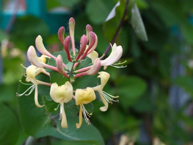 Çiçekli Perfoliate Honeysuckle veya İtalyan woodbine, Lonicera caprifolium. Keçi yaprağının pembe tomurcuklu sarı çiçekleri bulanık yeşil arka plana karşı hanımeli.