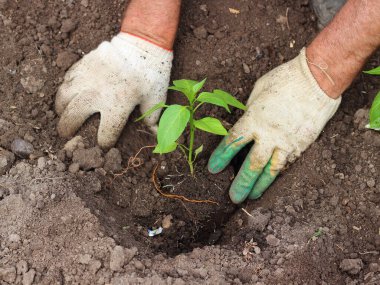Elleri eldivenli çiftçi organik bahçedeki toprağa taze biber tohumu ekiyor. Organik tarım geçmişi. Seçici odak