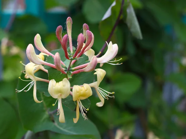 Çiçekli Perfoliate Honeysuckle veya İtalyan woodbine, Lonicera caprifolium. Keçi yaprağının pembe tomurcuklu sarı çiçekleri bulanık yeşil arka plana karşı hanımeli.