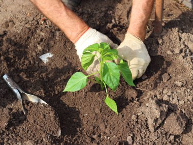 Ellerinde beyaz eldivenli bir adam toprağa biber tohumu ekiyor. Bahçıvanlık kavramı. Organik ve sağlıklı yaşam tarzı