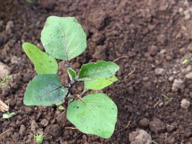Yaprakların üzerinde su damlası olan genç bir patlıcan fidanı. Bahçıvanlık kavramı. Organik tarım. Üst görünüm, seçici odak