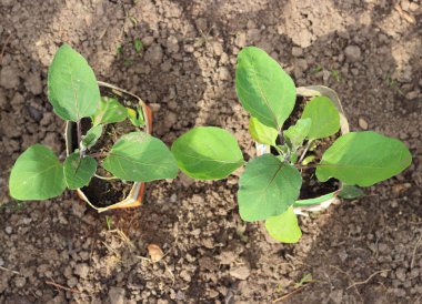 Çiftliğin ilkbaharında tek kullanımlık tencerelerde iki genç patlıcan tohumu. Organik tarım geçmişi. Üst görünüm