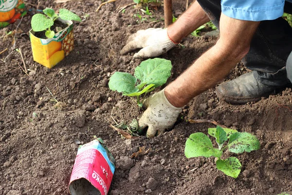 ロシアのサラヤスク 5月10 2019 使い捨てのポットから野菜園の土壌への若いナスの苗の植え付けプロセス — ストック写真