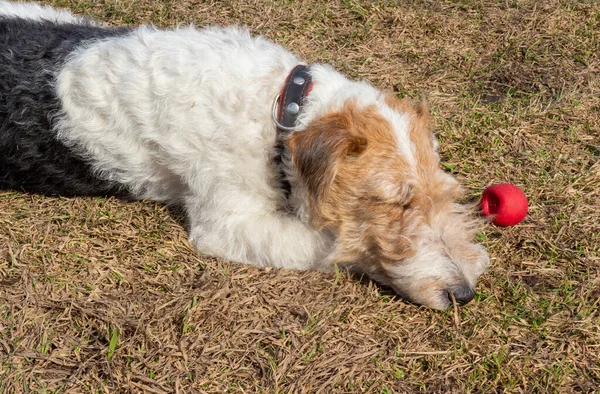 Fox Terrier Hund Ruht Nach Spiel Mit Rotem Ball Auf — Stockfoto