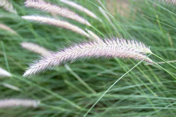 Fluffy Spikelet Fountain Grass Blurred Green Background Selective Focus — Stock Photo, Image