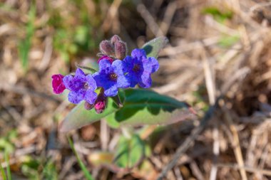 Pulmonaria 'nın yabani mavi çiçeği ya da ilkbaharın başlarında akciğerotu.