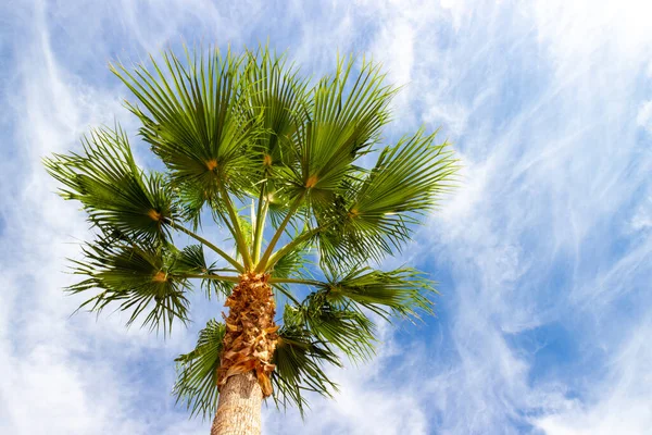 Bottom View Fluffy Palm Tree Blue Sky Background Stock Photo