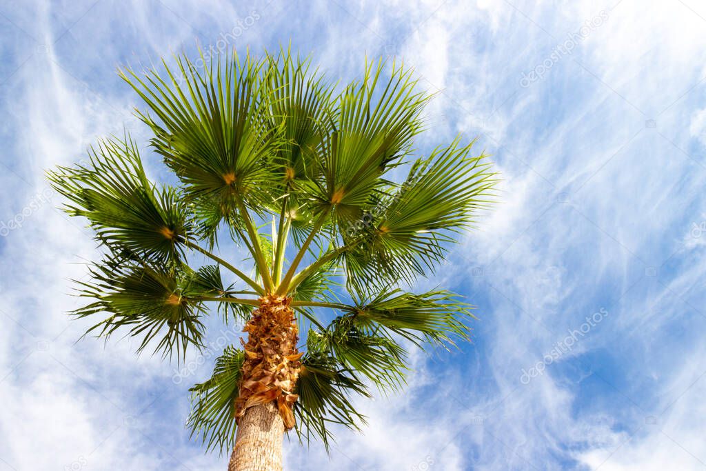 Bottom view of fluffy palm tree against blue sky background