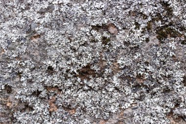 Ormandaki bir taşın üzerindeki gri liken. Doğal arkaplan