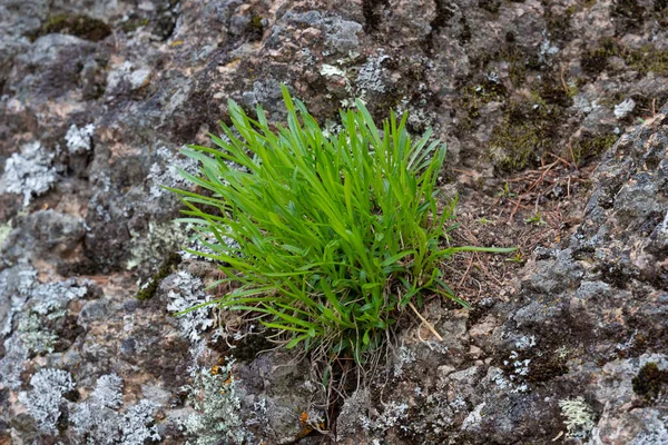 Tuft of bright green grass on gray stone. Natural background