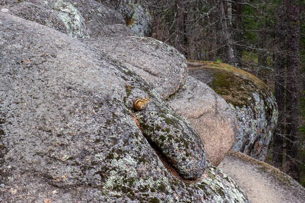 Ardilla Siberiana Salvaje Sentada Roca Fondo Natural Con Espacio Copia — Foto de Stock