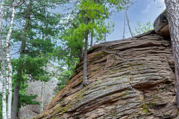 Nadelbaum Wächst Auf Felsen Stolby Naturreservat Krasnojarsk Russland Russland — Stockfoto