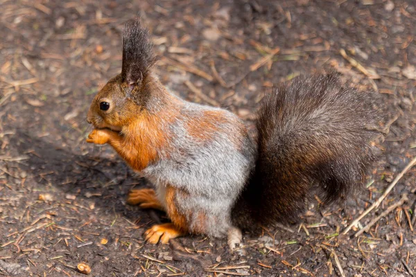可爱的野生松鼠坐在森林里的土地上吃坚果 侧视图 — 图库照片