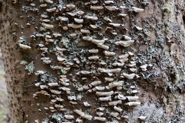 Bir ağaç gövdesinde büyüyen asalak mantarlar ve zambaklar. Doğal arkaplan