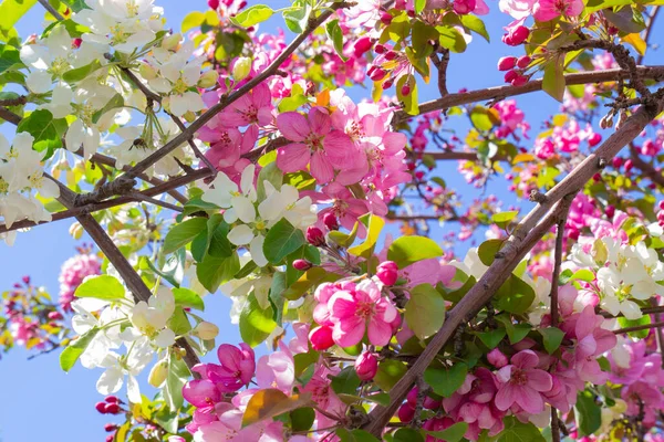 Flores Rosas Blancas Rama Del Manzano Fondo Primavera — Foto de Stock