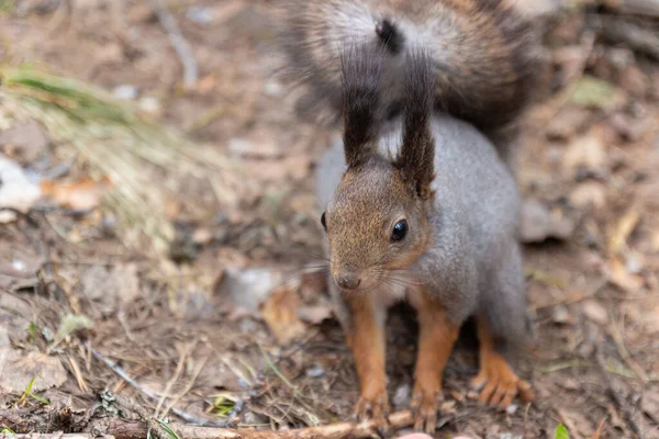 Niedliche Wilde Eichhörnchen Sitzt Land Einem Wald Frontansicht — Stockfoto