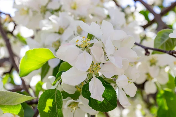 Flores Blancas Rama Del Manzano Fondo Primavera — Foto de Stock