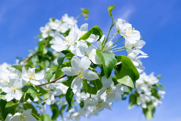 Flores Blancas Rama Del Manzano Contra Cielo Azul Fondo Primavera — Foto de Stock