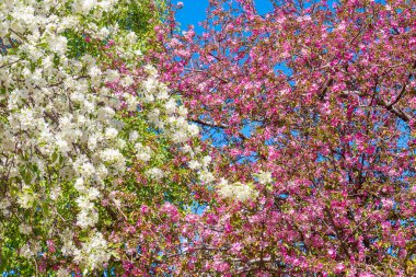 Springtime background with pink and white flowers on apple tree branch