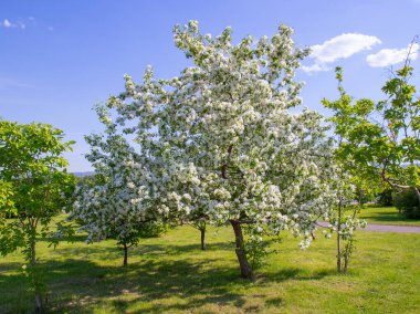 Blooming apple tree with white flowers in a city park in Krasnoyarsk, Russia. Spring natural background on a sunny day