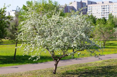 Blooming apple tree in a city park on a sunny day. Springtime background