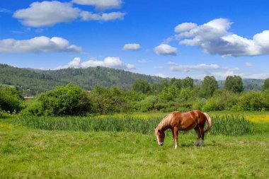 Red horse grazing in a meadow on a sunny day. Alone horse eating grass. Pasture summer landscapeorse grazing at meadow
