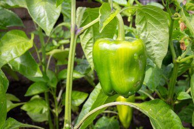Growing bell pepper in a farmer's garden bed. Green paprika hanging on plant in the field