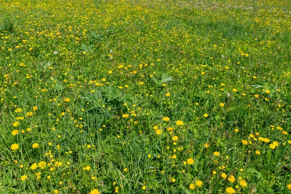 Grönt Fält Med Gula Maskros Blommor Sommar Naturlig Bakgrund — Stockfoto