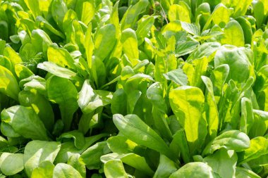 Edible Sorrel growing in the vegetable garden. Food herb background. Organic gardening. Popular cooking seasoning