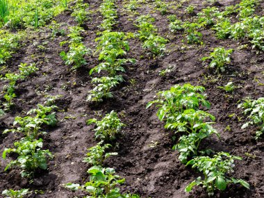 Straight rows of vegetable beds in a potato field. Organic eco farming. Green young potato plantations
