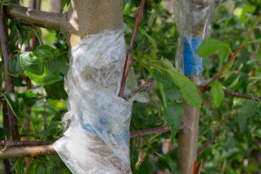 Homemade grafting on a branch on an apple tree. Spring grafting of trees at fruit garden.