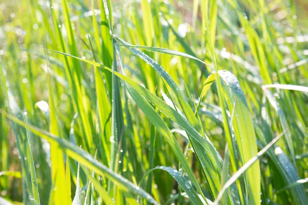 Green Grass Dew Drops Sunny Summer Day Natural Fresh Background — Stock Photo, Image