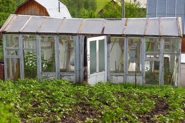Homemade glazed wooden greenhouse and beds with potatoes in the vegetable garden in Russia. Seasonal gardening and horticulture