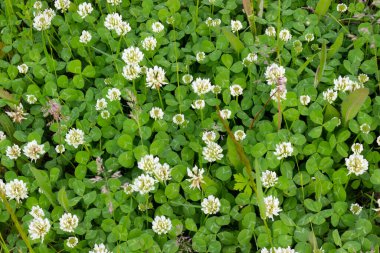 Summer meadow background with green clover leaves and white flowers. Shamrock as a symbol of fortune. Top view