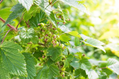 Green unripe black currant on a bush branch in fruits garden in sunny summer