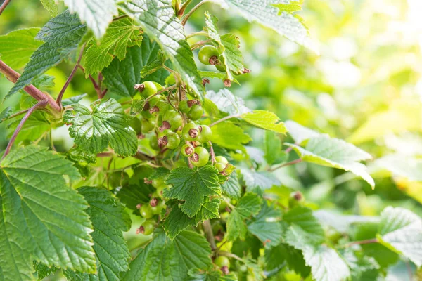 Cassis Vert Non Mûr Sur Une Branche Buisson Dans Jardin — Photo