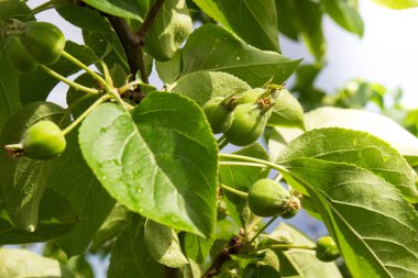Yazın meyve bahçesindeki elma ağacında yeşil küçük elmalar yumurtluyor..